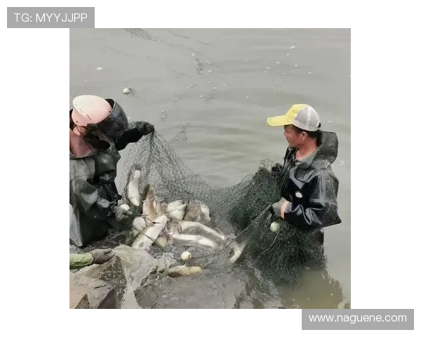 让你事半功倍的PA捕鱼技巧，助你在游戏中获得更多乐趣